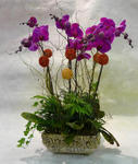 Orchid Phalaenopsis Gift Set - CODE 1106